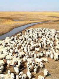 沙尘天气就要结束了，这里是吉祥草原锡林郭勒，这里有美味的熊猫羊，这里有你期待着的诗和远方……