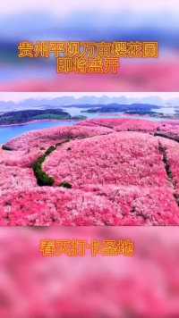 贵州平坝樱花即将盛开，欢迎开贵州打卡。#平坝樱花 #贵州