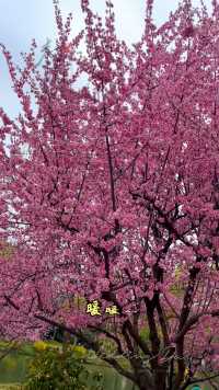 🌸🌸🌸最美人间四月天，漫步于樱花树下，感受着春天的气息。🌿🌿🌿