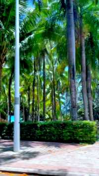 ☀️阳光明眉，椰子树在海南也确实随处可见，三亚有很多地方长满了椰子树🌲🌲🌲