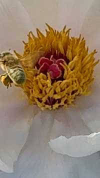 小蜜蜂🐝与白牡丹😂