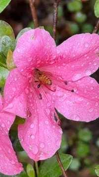 雨中  杜鹃花与小蜜蜂🐝