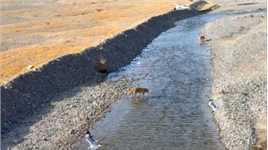 冈仁波齐山脚下的小河要干涸了，偶遇几只野狼在河里捕鱼！