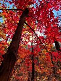 红槭树是属于深秋时节的浪漫   