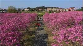 春暖花开！位于广东省三水区大塘镇土塘下村的紫花风铃开花了