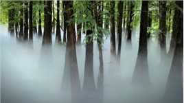 人间仙境！七星岩景区北门水杉林装了喷雾设备，每天早上十点开始，每次喷雾十分钟，在翠绿的水杉林间烟雾缭绕，仙气飘飘！