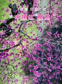 黄埔 创业公园的中国红樱花娇艳盛开，连空气中都弥漫着浪漫的味道，你不带ta来吗？#春暖花开奔你而来 #亲子游玩好去处