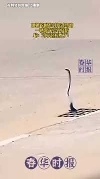 眼镜蛇瞅准时机过马路，一辆豪车猝不及防，蛇：对不起打扰了！