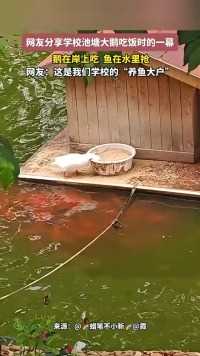 网友分享学校池塘大鹅吃饭时的一幕，鹅在岸上吃、鱼在水里抢#萌