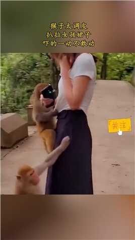 猴子太调皮，扒拉女孩裙子，吓的一动不敢动