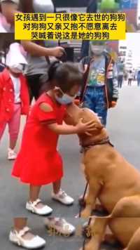 女孩遇到一只很像它去世的狗狗对狗狗又亲又抱不愿意离去
哭喊着说这是她的狗狗