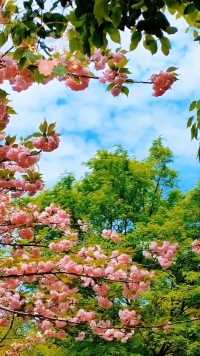 粉嫩樱花枝上开，千娇百媚荡君怀。
幽蓝天幕心澄澈，无限风情摇曳来。