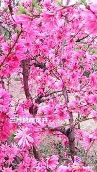 《春景春色》之 桃花正红  🌺🌺  姹紫嫣红桃花俏，碧桃菊花迎春笑。🌺🌺 🎧 背景音乐《醉美三月桃花开》