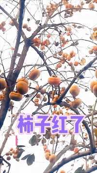 《秋景秋色》之 柿子红了  🍅🍅  金秋柿子满枝头，果实累累似灯笼。🍅🍅 背景音乐《柿子红了》