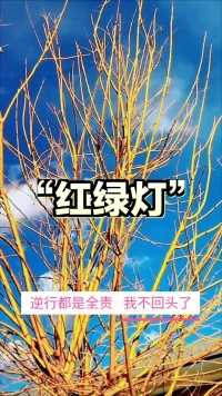 《冬景冬色》之 红黄绿 🚥🚥  枝条也有红黄绿，人生之路要自律。🚥🚥  背景音乐《过了这个红绿灯》