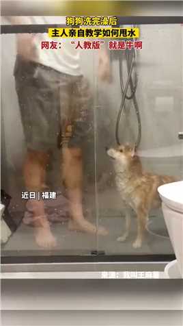 狗狗洗完澡后 主人亲自教学如何甩水