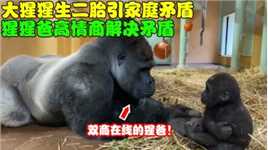 大猩猩喜提二胎，没想到却引起了家庭矛盾，猩猩爸高情商解决矛盾