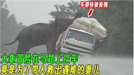 大象冒险在马路上拦车，竟是为了救出遇难的妻儿，结局让人感动