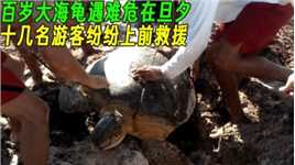 大海龟在沙滩上遇难危在旦夕，十几名游客纷纷上前救援，太友爱了