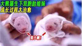 大熊猫生下双胞胎姐妹，见证熊猫宝宝的成长过程，真是太治愈！