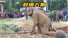 大象下跪求人放过它？野生大象迁移之路！ 野生大象闯进乡镇破坏农作物和房子，动物协会救助它！
