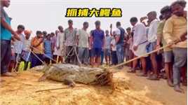 几百个人一起来抓捕伤人的大鳄鱼，最后又把它放恒河里去了！