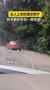 10月8日，贵州，主人将狗子遗忘后，狗子跟在车后一路狂追，还好最后被主人发现了