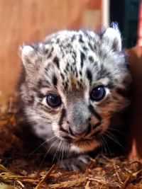 由于雪豹宝宝长得实在太可爱，饲养员小姐姐合法抱着它的时候根本控制不住笑容