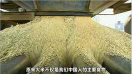 带你了解大米生产的全过程_1#涨知识#科普