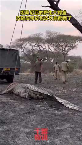 坦桑尼亚的野生大鳄鱼，皮鞋皮带皮包皮坎肩都有了