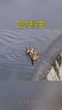鸭妈妈带着小鸭子游泳遇瀑布突然一只小鸭子掉下瀑布鸭妈妈接下来的行为让人感动