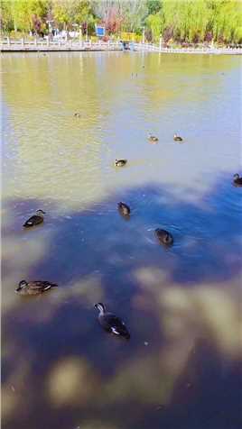 西宁南川河畔野鸭🦆🦆🦆