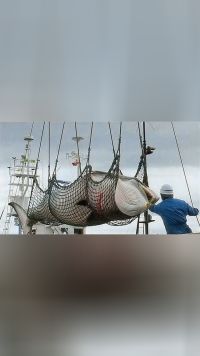 日本为啥总要捕杀鲸鱼？专家：并非为了吃肉，而是藏着重大秘密