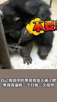 自己剪指甲的黑猩猩也太萌了吧!黑猩猩渝辉一个月剪一次指甲网友好想顺便给它做个美甲.