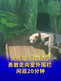 大熊猫“喀秋莎”勇敢走向室外围栏 闲逛20分钟