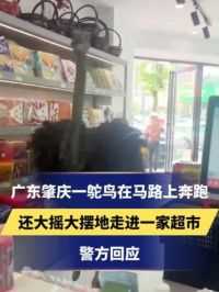 广东肇庆一鸵鸟在马路上奔跑
还大摇大摆地走进一家超市
警方回应：没有人员受伤
#广东 #肇庆 
#鸵鸟在马路上奔跑