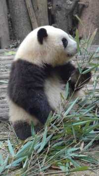 #熊猫听懂四川话系列 #大熊猫和花 ：烦死了！谁又在说我坏话？.
