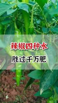 农业种植 辣椒种植 分享农业知识帮农产增收 辣椒四种水