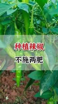 种植辣椒 辣椒种植技术 农业种植技术 种植辣椒 不施两肥