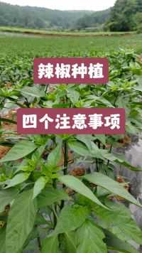 辣椒种植的四个注意事项。 辣椒种植 农业种植 辣椒种植小技巧