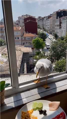伊斯坦布尔是海鸥的天堂