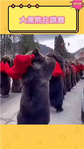 大黑熊在跳舞！据说这是罗马尼亚的熊舞祭典，穿上真的熊皮在跳熊舞。