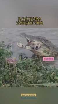 狗子在河边喝水，没想到遇到了鳄鱼