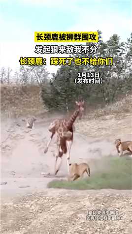 长颈鹿被狮群围攻，发起狠来敌我不分，长颈鹿：踩死了也不给你们！