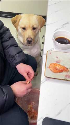 狗子吃虾真讲究,扒壳,蘸料,一样都不能少, 动物图鉴