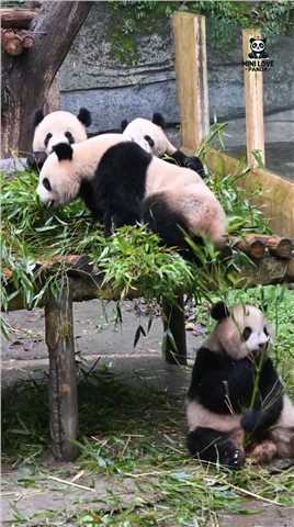 重重：天降好运，“发大财了”。 #大熊猫四喜丸子