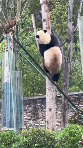 王者归来小奇迹,#大熊猫小奇迹