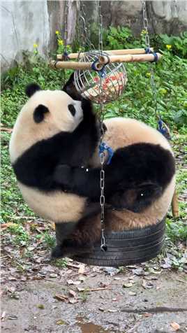 渝可渝爱分工明确，一个扣一个吃，这配合还是默契,#大熊猫渝可渝爱