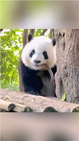 我是你们的小北辰呀,#大熊猫北辰