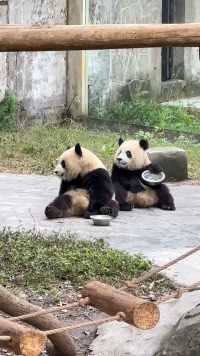 哈哈哈哈哈，不知道渝爱在念叨什么呢,#大熊猫渝可渝爱